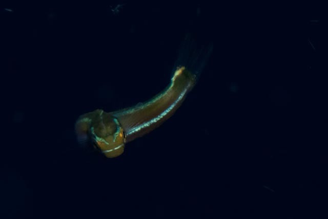 청줄베도라치, bavosa, blaustreifen-säbelzähner, blennie, blennie à bandes bleues, blue-lined blenny, blue-lined sabretooth blenny, bluestriped blenny, bluestriped fangblenny, cleaner mimic, minamiginpo, tube-worm blenny, twostripe blenny
