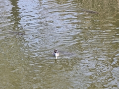 Podiceps cristatus
