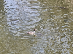 Podiceps cristatus