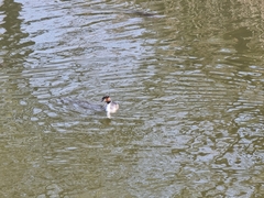 Podiceps cristatus