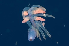 Rhizophysa eysenhardti