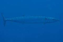 Acanthocybium solandri