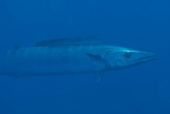 Acanthocybium solandri