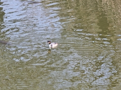Podiceps cristatus