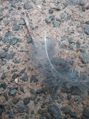 Gymnorhina tibicen