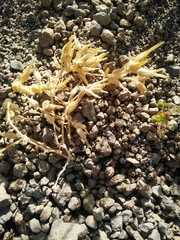 Cerastium dichotomum