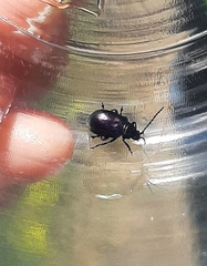 Macrohaltica transversa