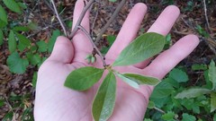 Asimina parviflora