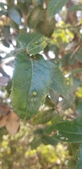 Aceria mackiei