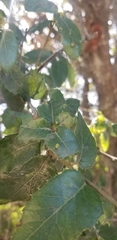 Aceria mackiei