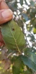 Aceria mackiei
