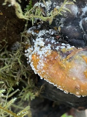 Trichoderma pulvinatum