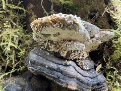 Trichoderma pulvinatum
