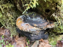 Trichoderma pulvinatum