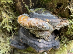 Trichoderma pulvinatum