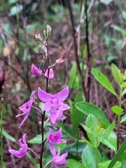 Calopogon