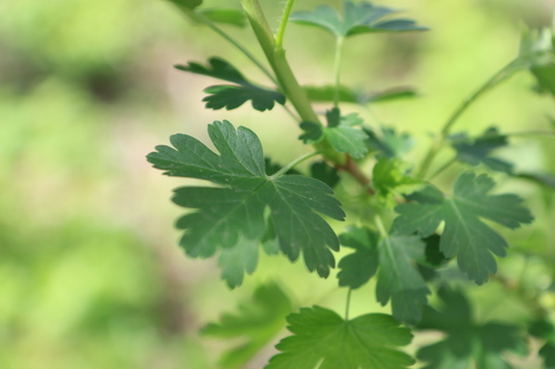 Coast Black Gooseberry foliage
