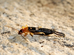 Forficula smyrnensis