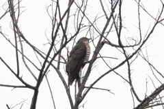 Hierococcyx sparverioides