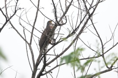 Hierococcyx sparverioides