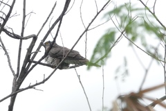 Hierococcyx sparverioides