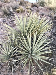 Yucca baccata baccata