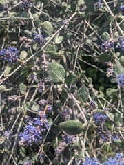 Ceanothus tomentosus tomentosus