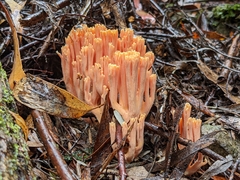 Ramaria anziana