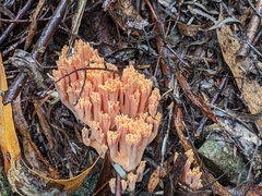 Ramaria anziana