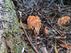 Ramaria anziana