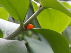 Hydnophytum formicarum