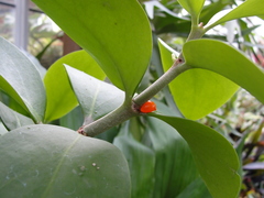 Hydnophytum formicarum