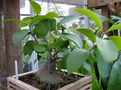 Hydnophytum formicarum