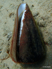 Conus leopardus