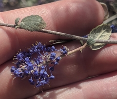 Ceanothus tomentosus tomentosus