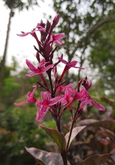 Pseuderanthemum carruthersii