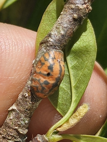 tulip tree scale