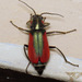 Scarlet Malachite Beetle - Photo (c) Nick Block, some rights reserved (CC BY), uploaded by Nick Block