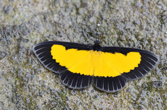 Xanthyris flaveolata