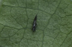 Klambothrips myopori