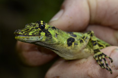 Anolis princeps