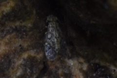 Philotarsidae