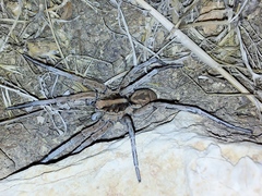 Lycosa piochardi