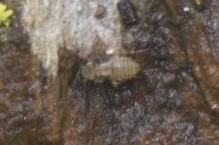Philotarsidae