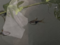 Trigonostigma heteromorpha