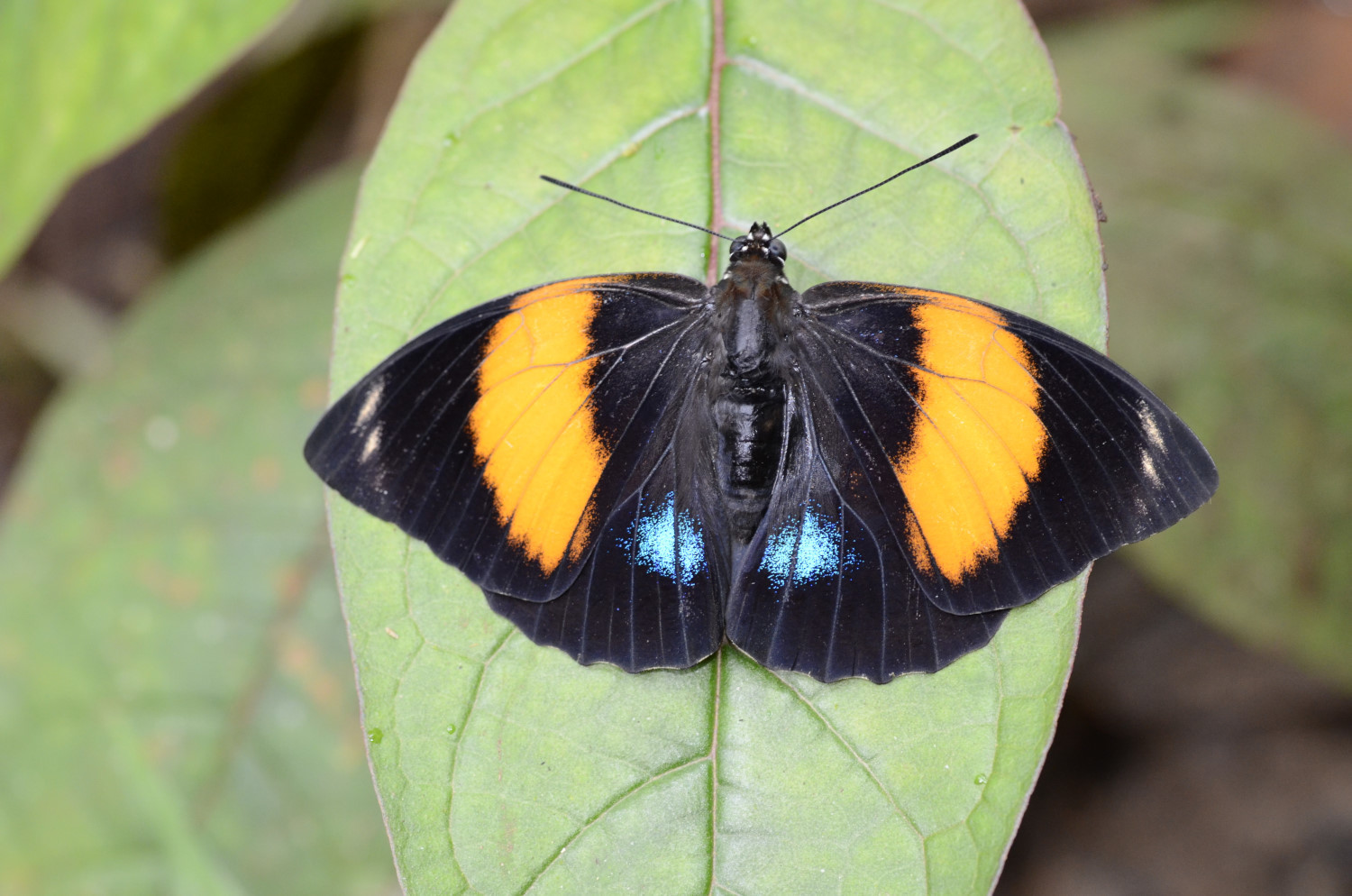 Preponas and Agrias (Genus Prepona) · iNaturalist