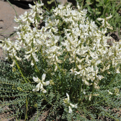 Astragalus reventiformis