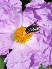 Oxythyrea noemi