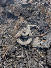 Crotalus armstrongi