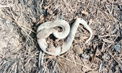 Crotalus armstrongi
